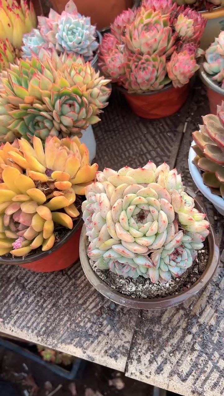 米*荣多肉植物一物一拍31394