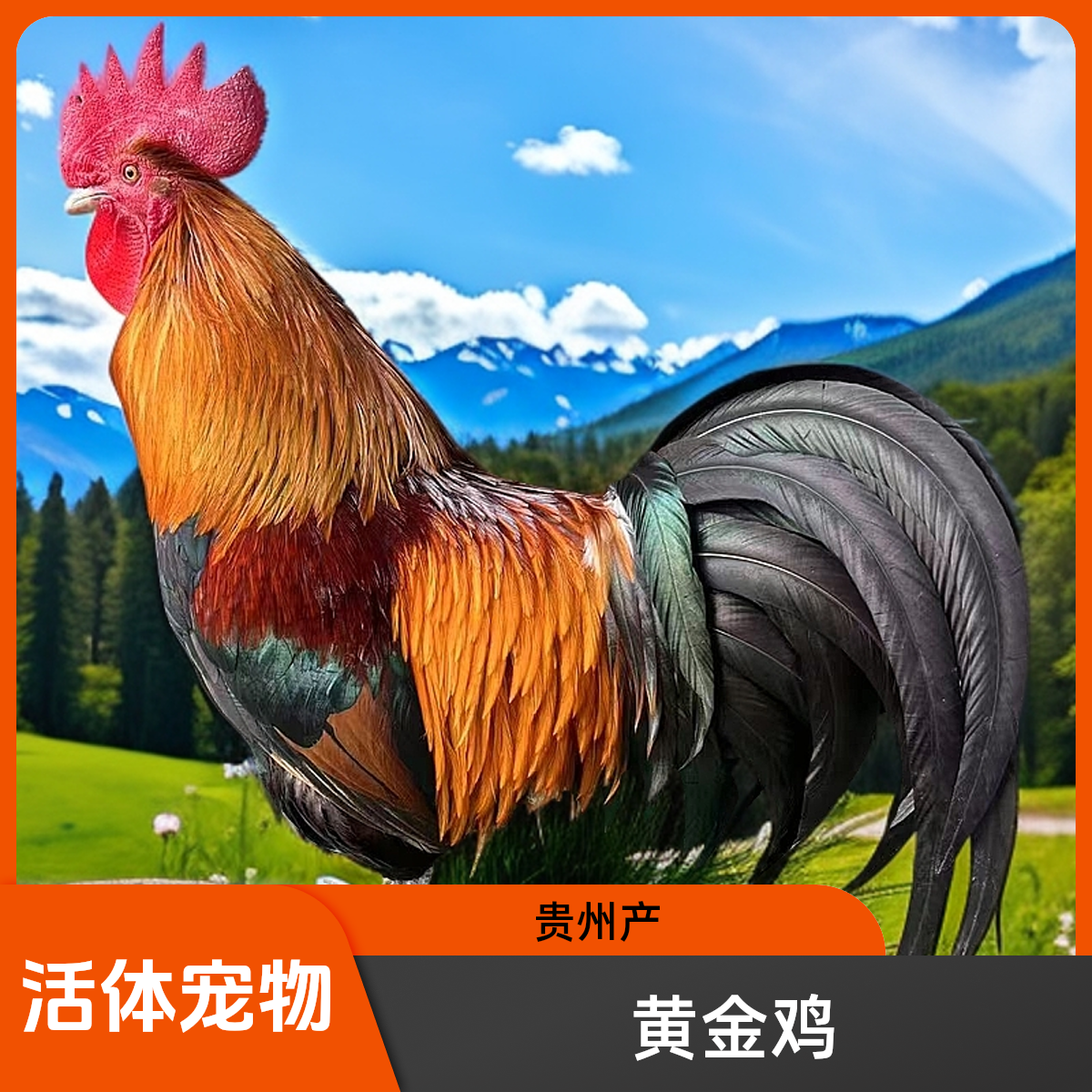 活体宠物鸡贵州黄金五彩