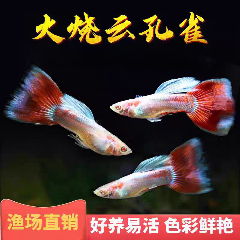 【火烧云】2-3cm公母配对孔雀鱼孕母鱼新手好养易繁殖小型热带鱼