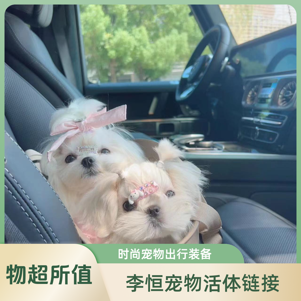 李恒宠物相册拍2号