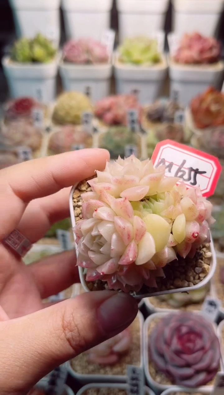 【闪购商品】M655麦秆一物一拍