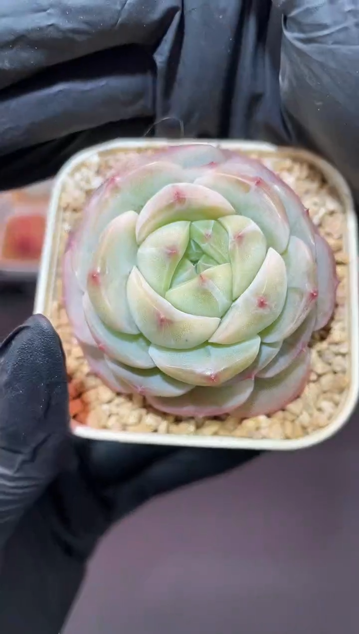 闪购537 大玻璃珠多肉一颗  4-4.5厘米