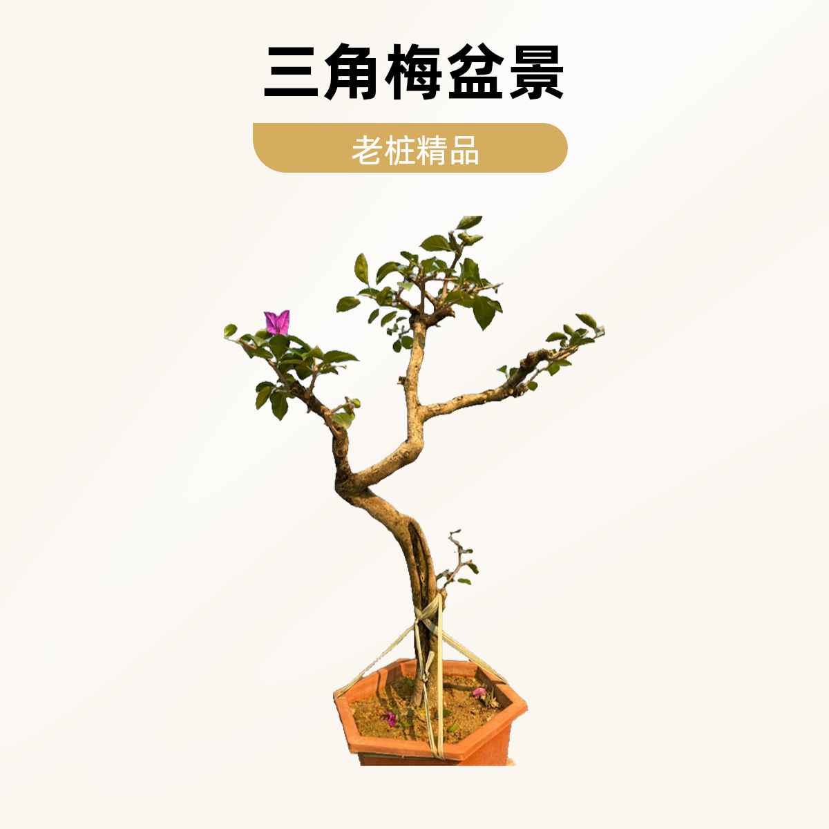 （一物一拍）老桩三角梅小盆景老桩盆景绿植绿植盆栽三角梅盆景