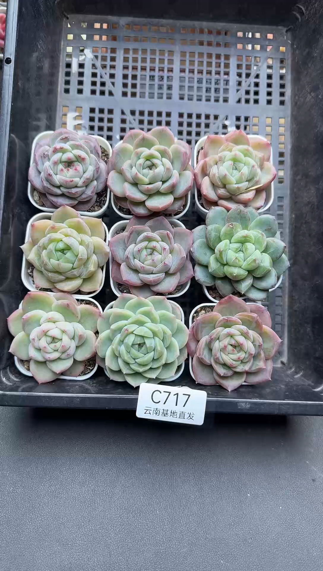 珍妮杂交多肉C717