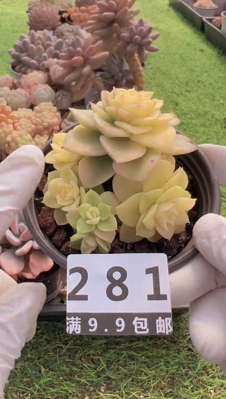 【闪购商品】信福多肉一物一拍