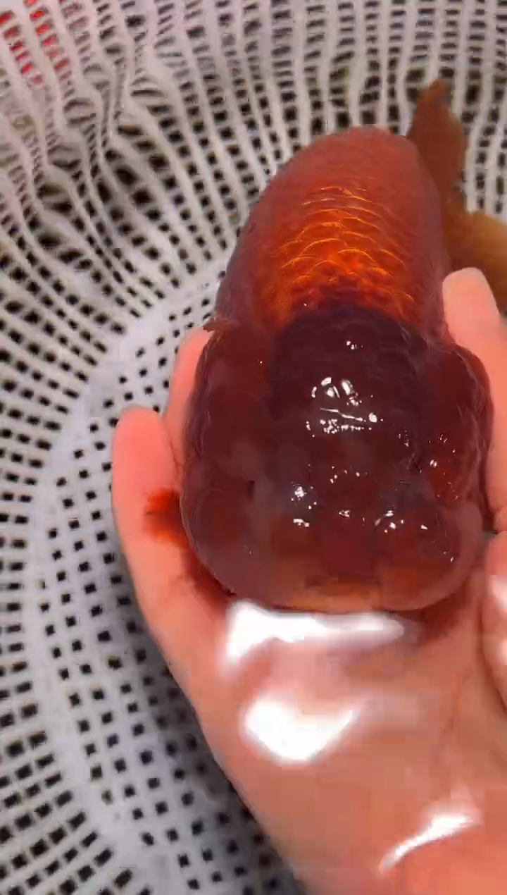 金鱼（运费到付，马印灯下展示）福州追鱼兰寿金鱼