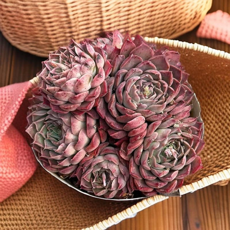 海王（海神） 精品贵货 整桩 皮实好养活 红色 好渡夏 以直播间为准