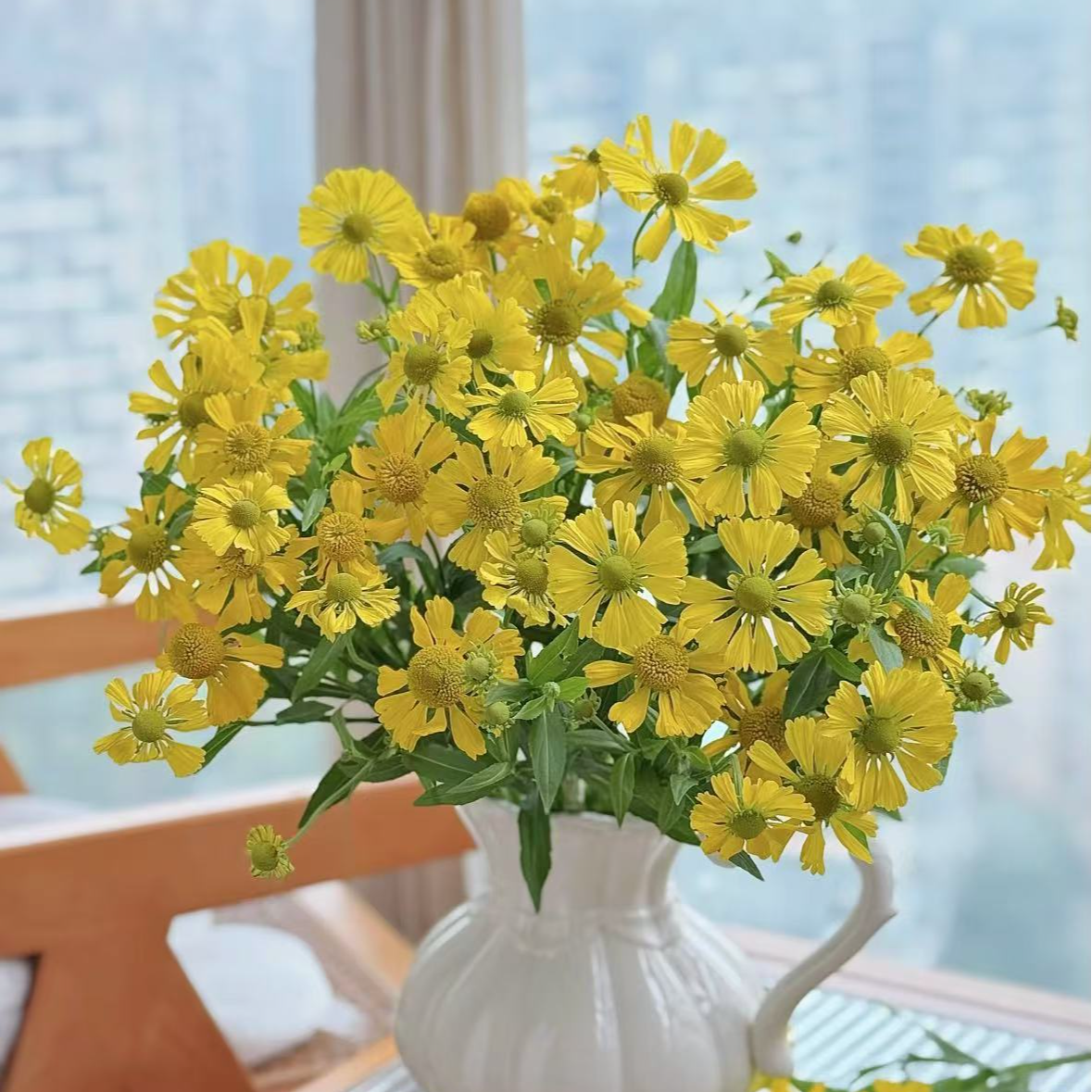 【一品花集】【油画】小菊1扎