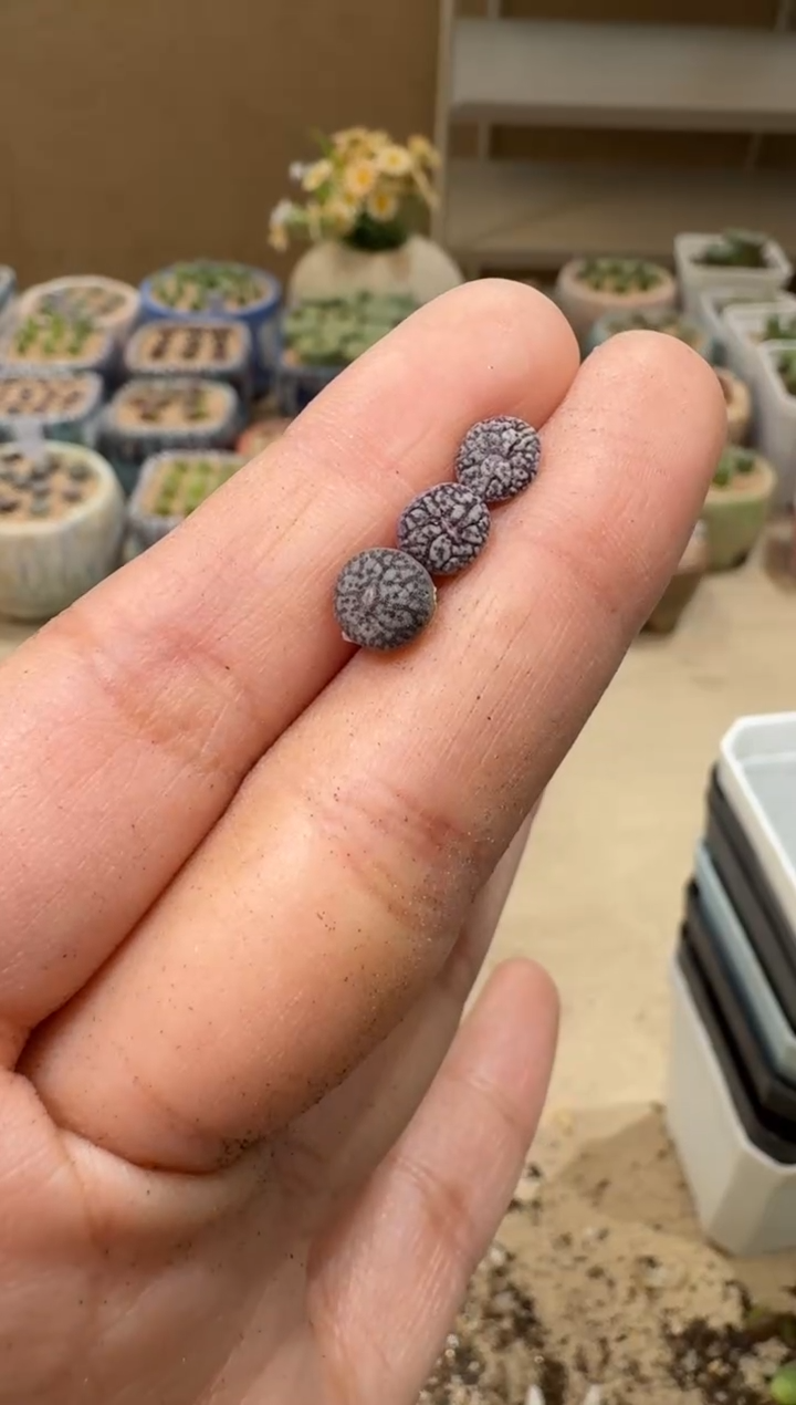 6-54多肉植物肉锥