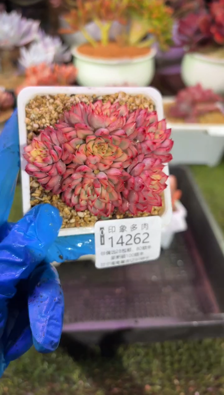 【闪购商品】14262