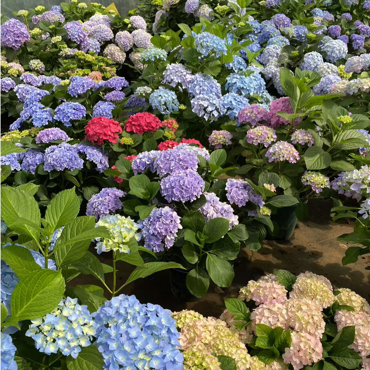 【一物一拍】云南绣球花盆栽（生鲜绿植发货后不支持退货退款）