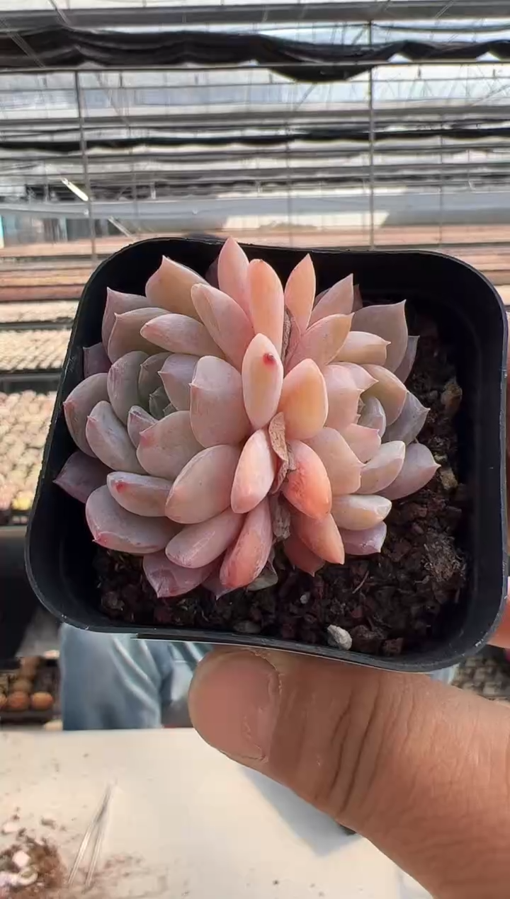 【闪购商品】粉红泡泡-01