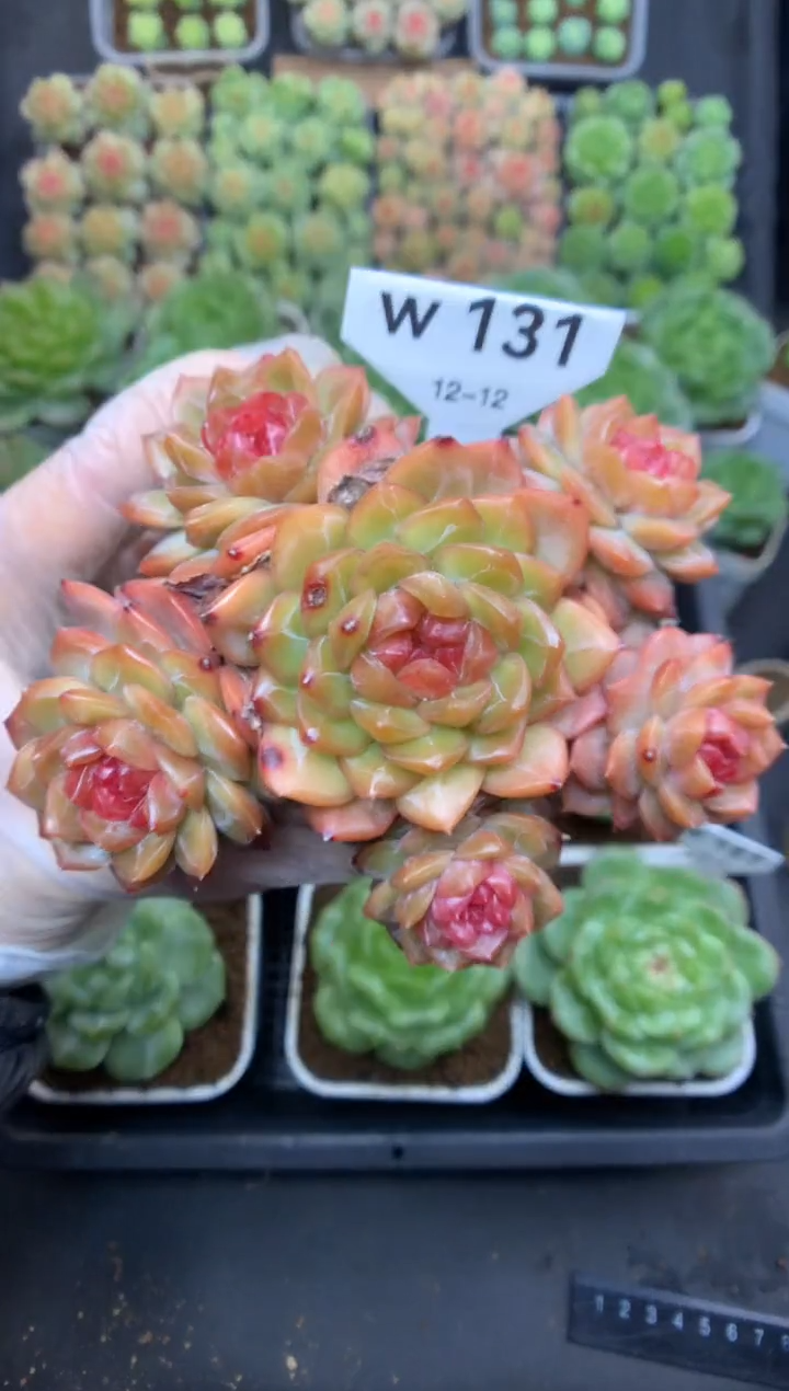 w131 琴心捧花群 脱土发 40