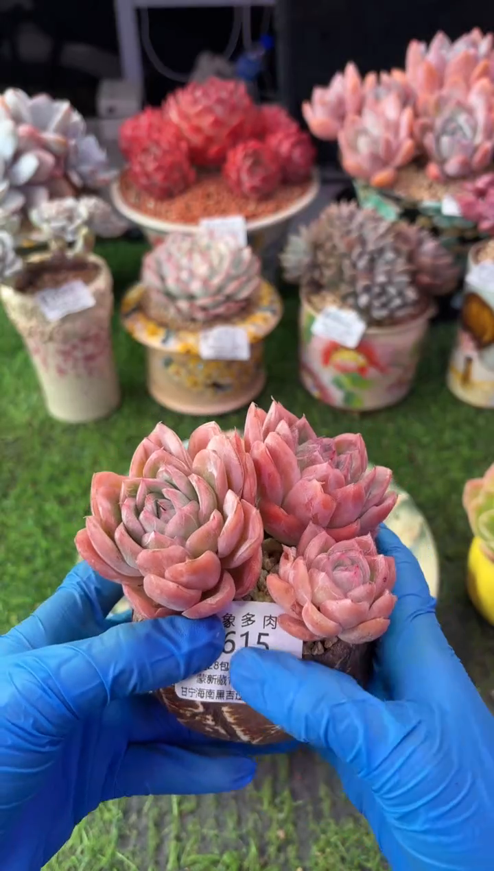 昆明印象多肉0615