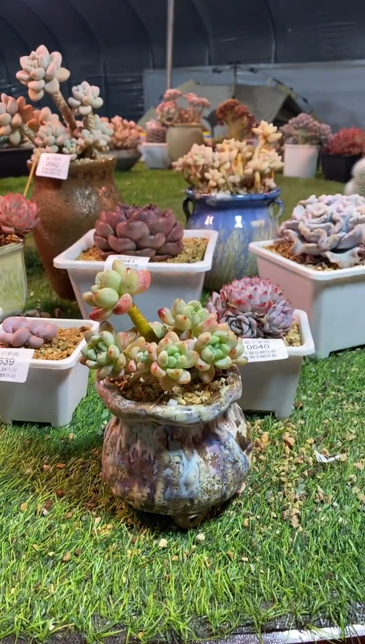 【闪购商品】0643a