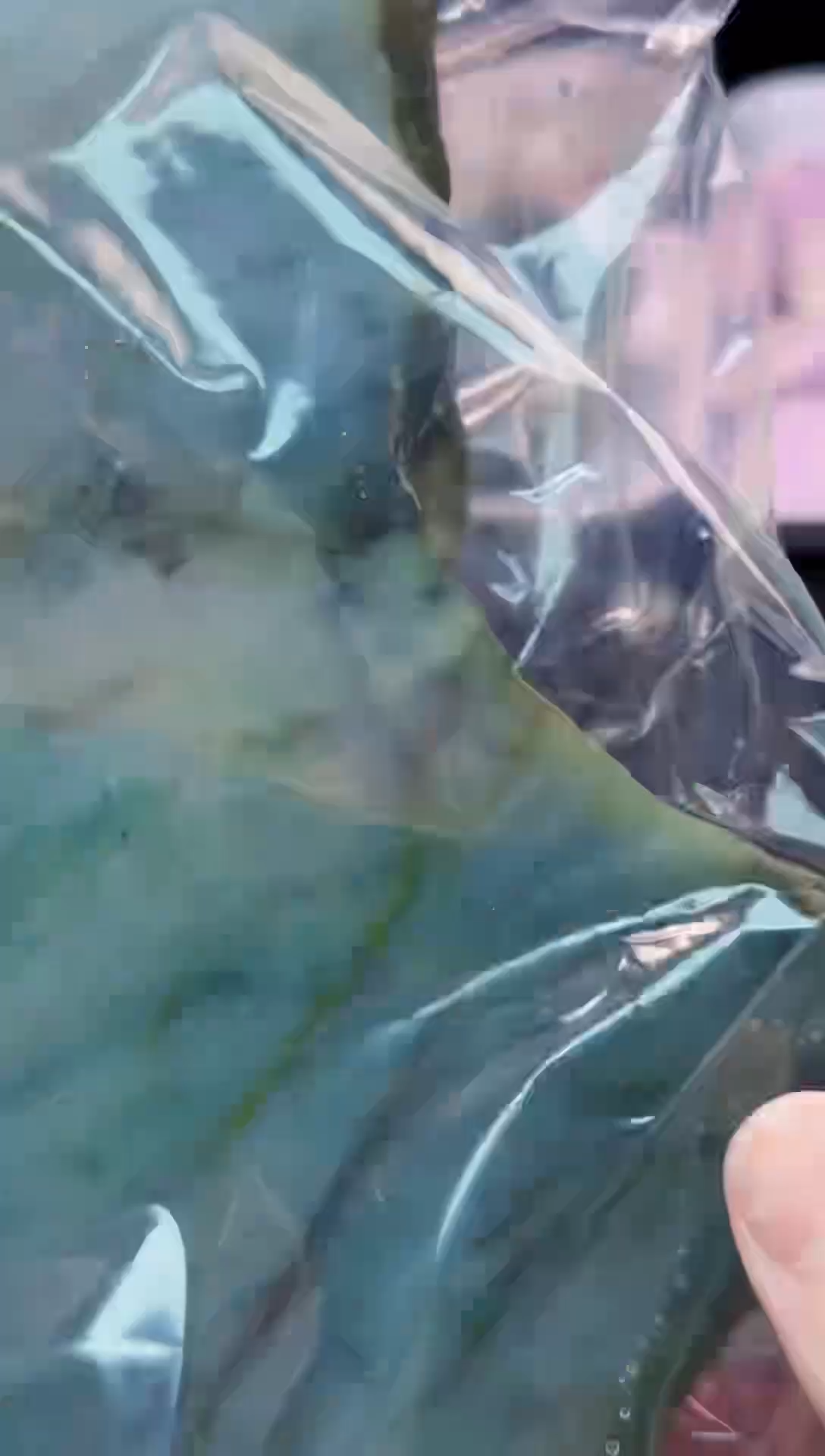 配石翡翠用****0251天然A货翡翠