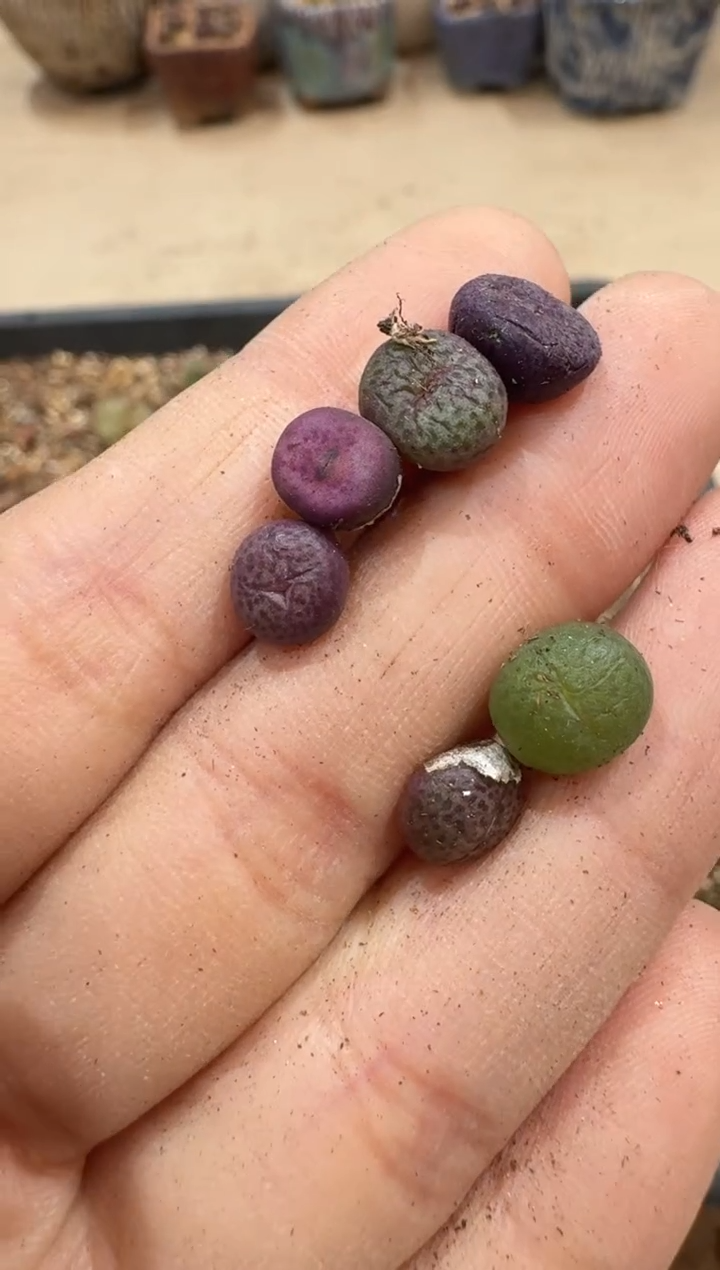 多肉植物肉锥3-48