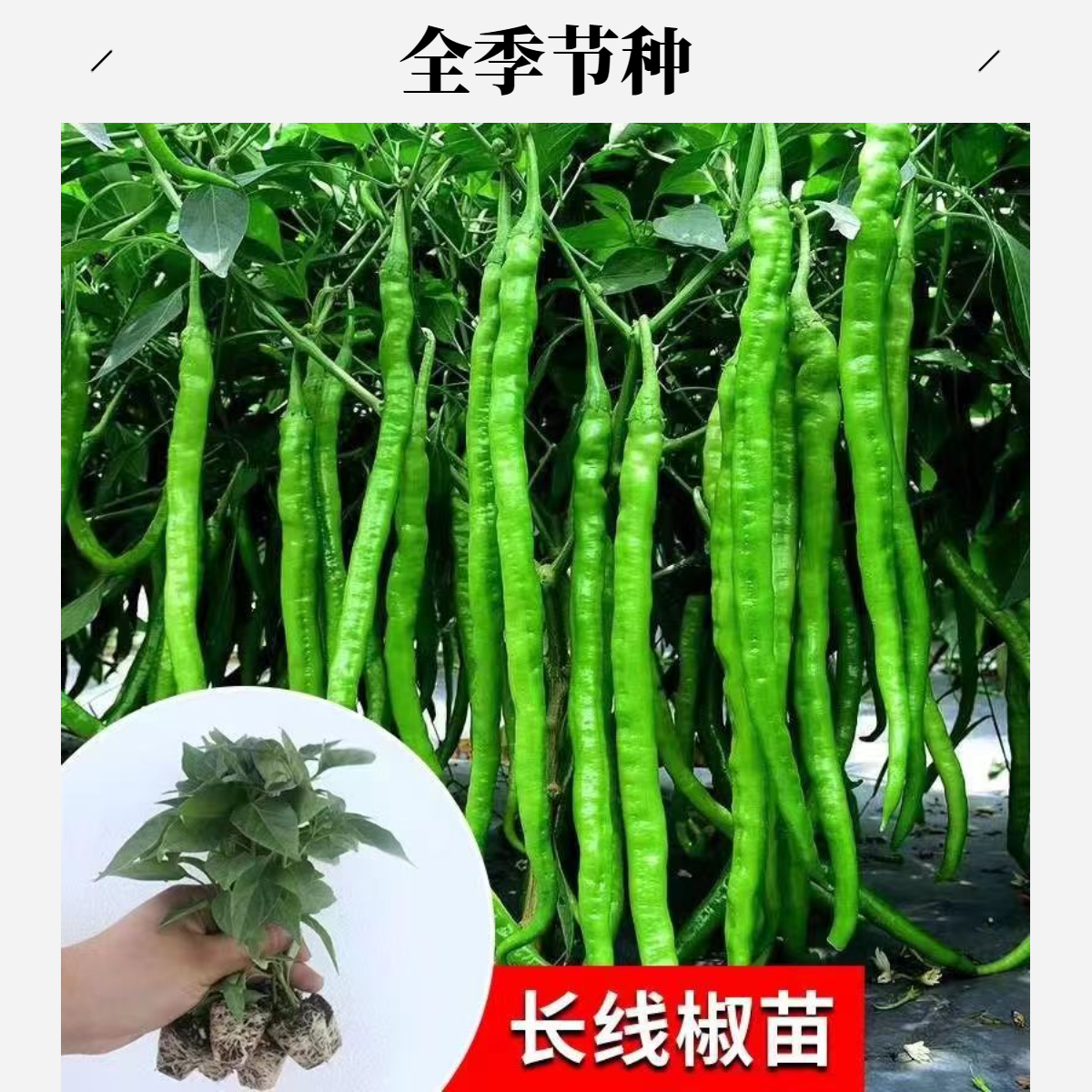山东寿光黄线黑线绿线线椒苗二荆条冷暖棚通用全季节种籽种苗