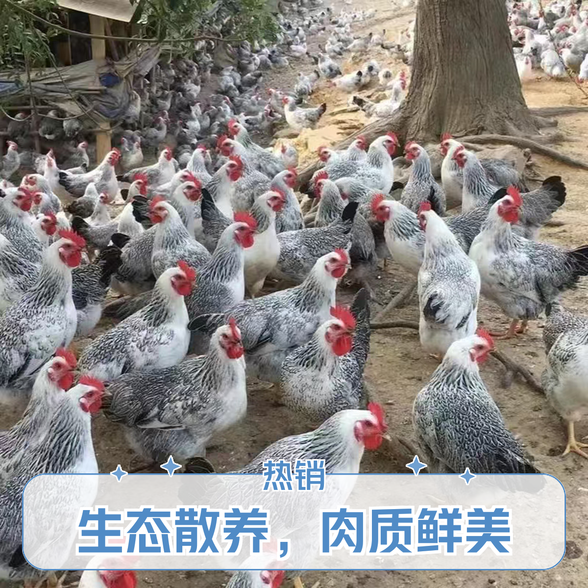 【2只装】稻花母鸡210天左右（可炒可白切）顺丰包邮