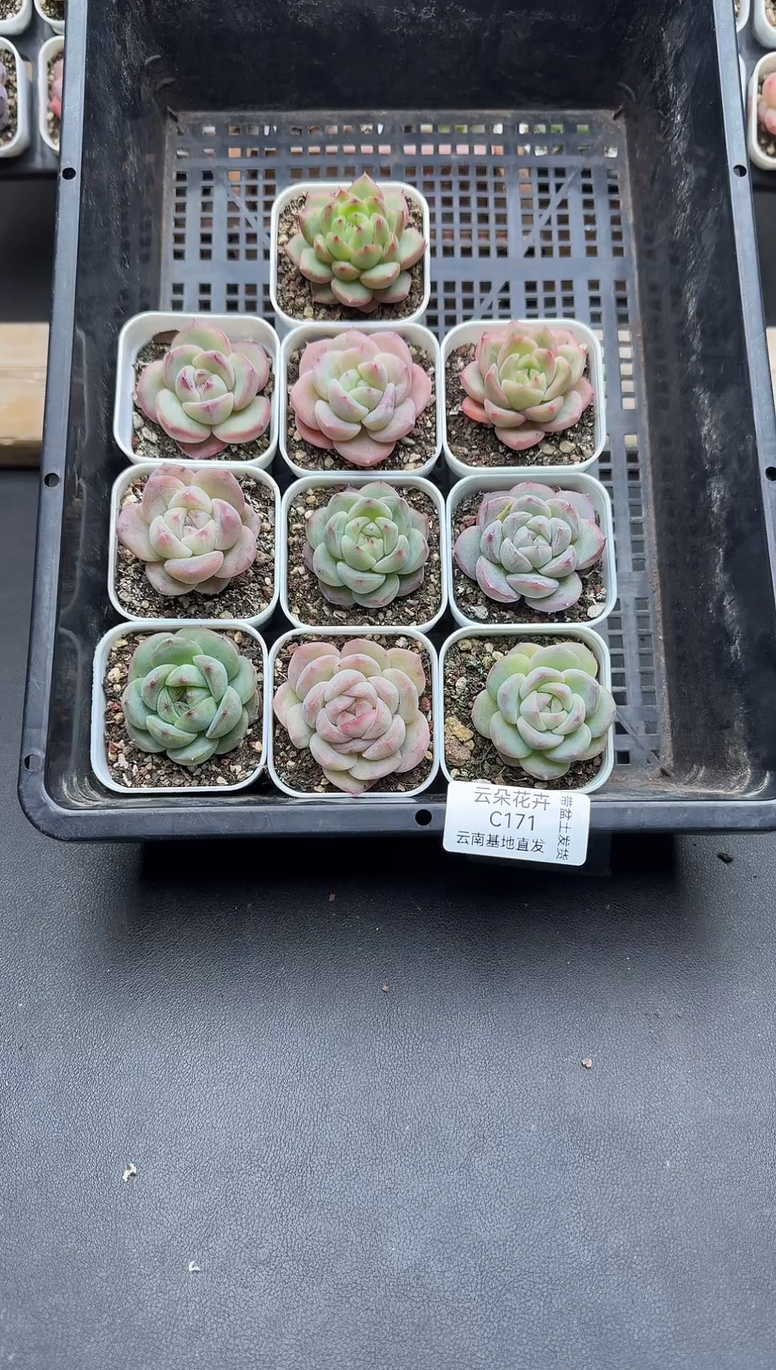 珍妮杂交多肉C171