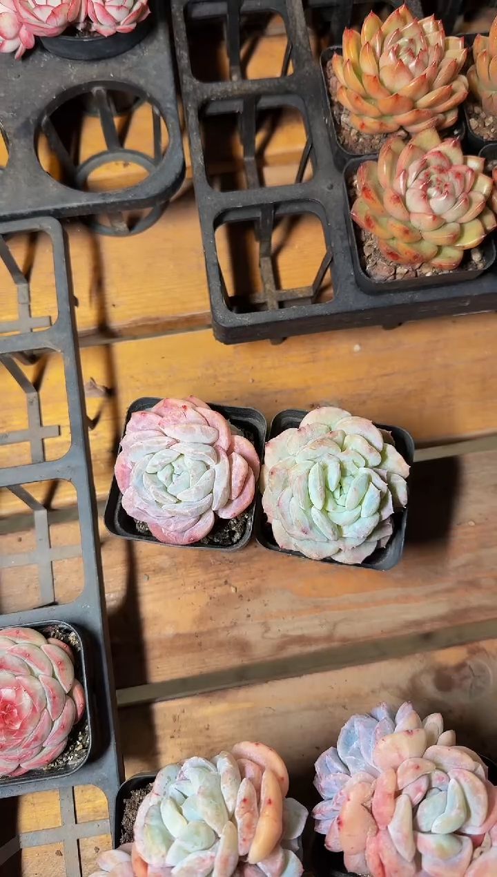 70#白壁石化单头（4-6cm）脱土