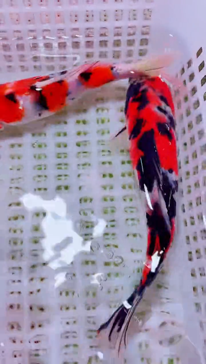 锦鲤血统锦鲤全场包邮101