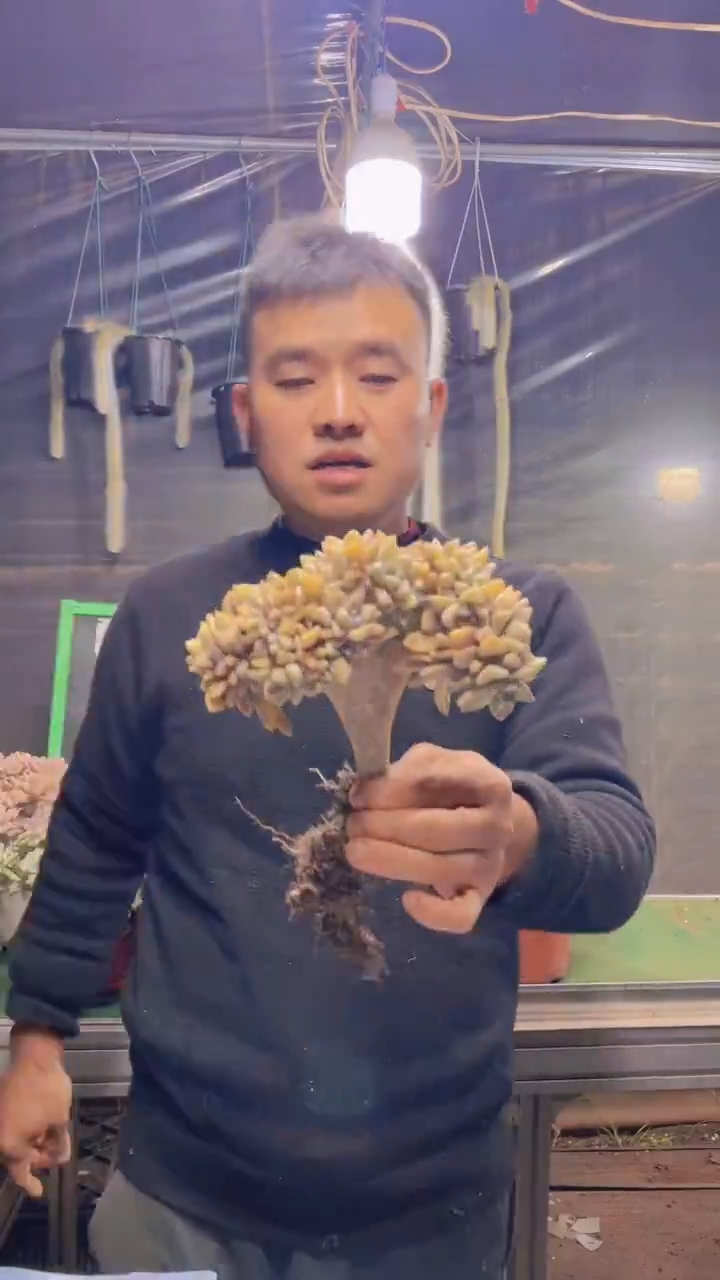 138淡雪缀化一物一拍
