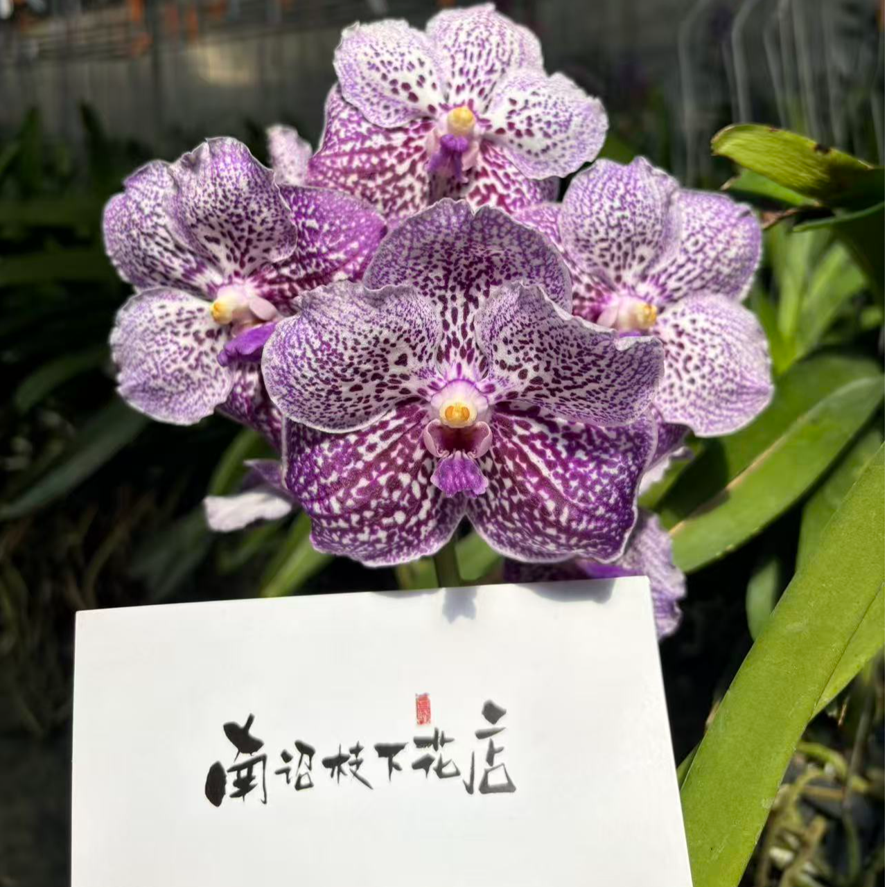 【南诏二级】泰国索姆万代兰（盆栽），大花浓香，简单好养