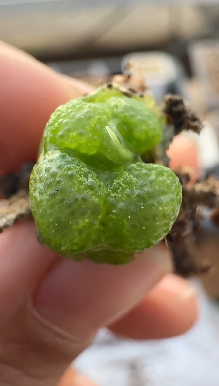 【闪购商品】2.5-221多肉