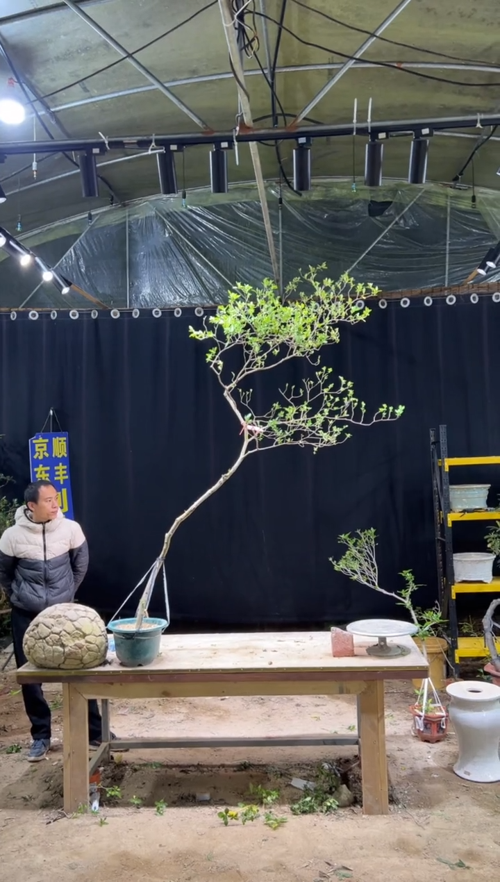 当前无花朵，栽培后可花朵巨*神 海岛栀子花