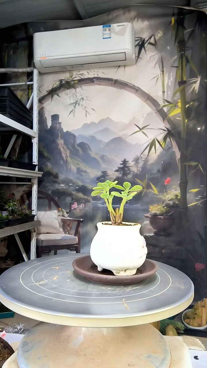 竽*中青园艺一物一拍花165