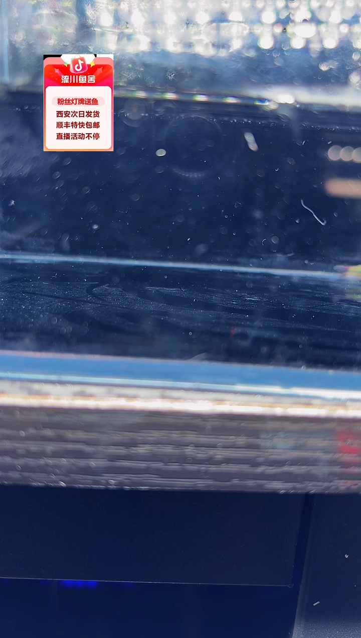 大*三皇室青魔鬼1条