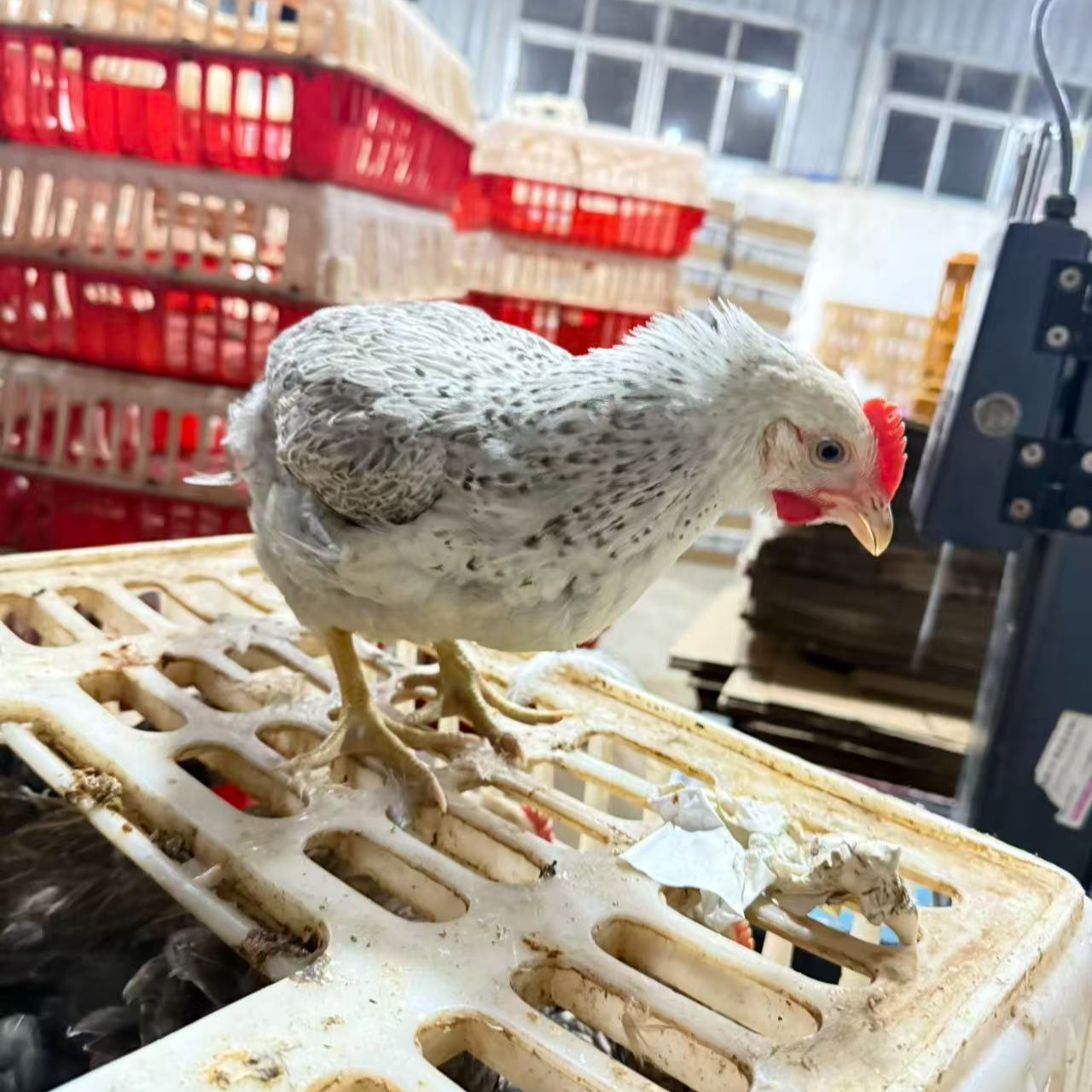 【每人限拍2单】芦花 6只 装 （售后包到家后三天）