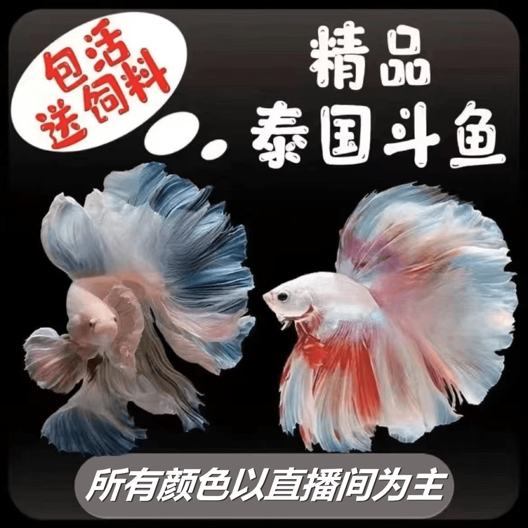 A10（217-240）精品泰国斗鱼小型热带观赏鱼（直播间选鱼）