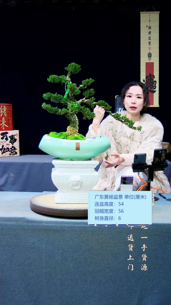 【闪购商品】黄杨盆景黄杨盆景