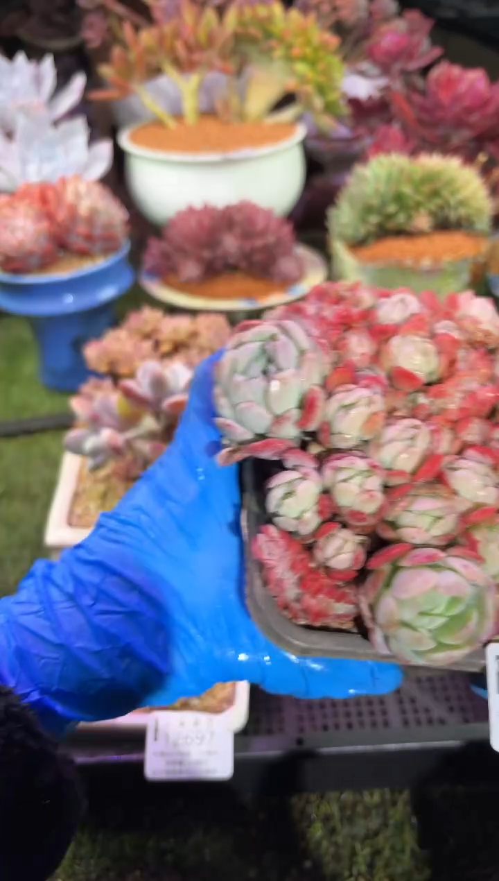 【闪购商品】12698