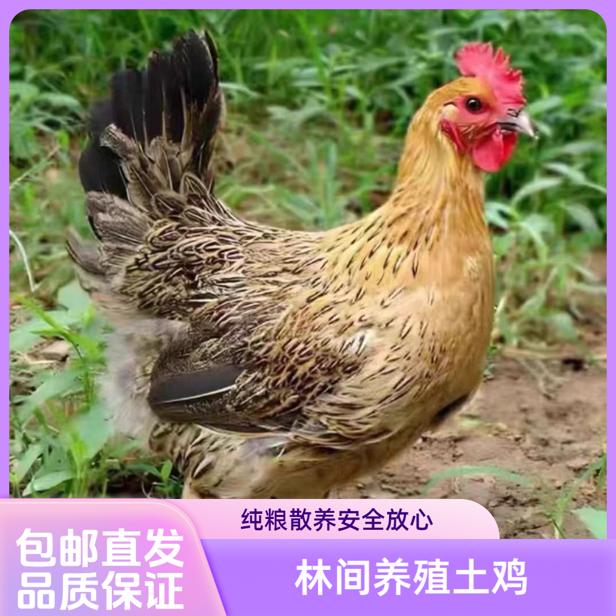 【雪山草鸡四只】单只三斤半左右发货漂亮美味整鸡好吃不贵肉质新鲜