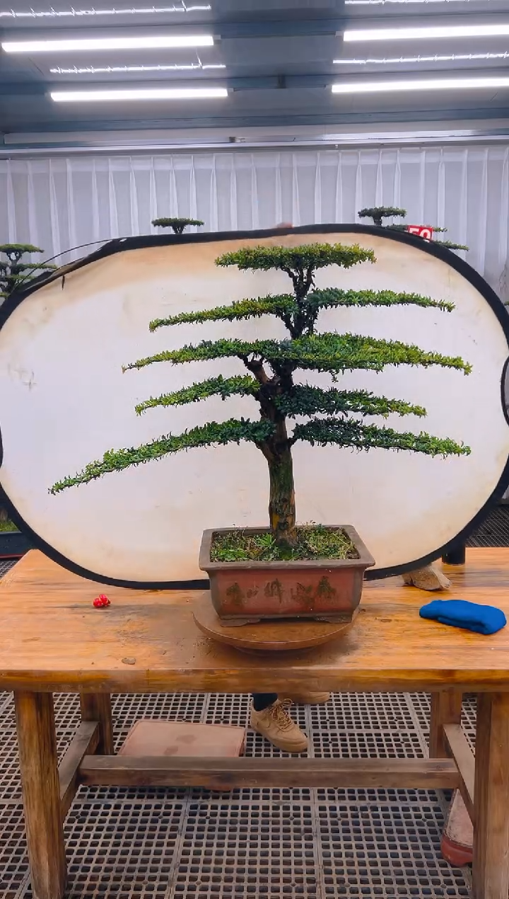 【闪购商品】紫砂精品盆景直播间一物一拍