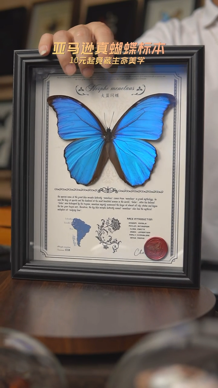 大蓝闪蝶豪华版10寸欧式框
