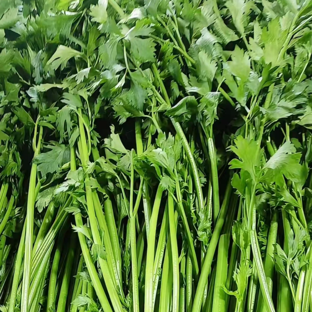 当涂农家自种芹菜