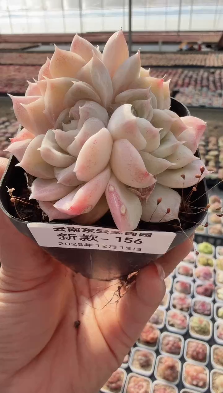 东云多肉园新款-156