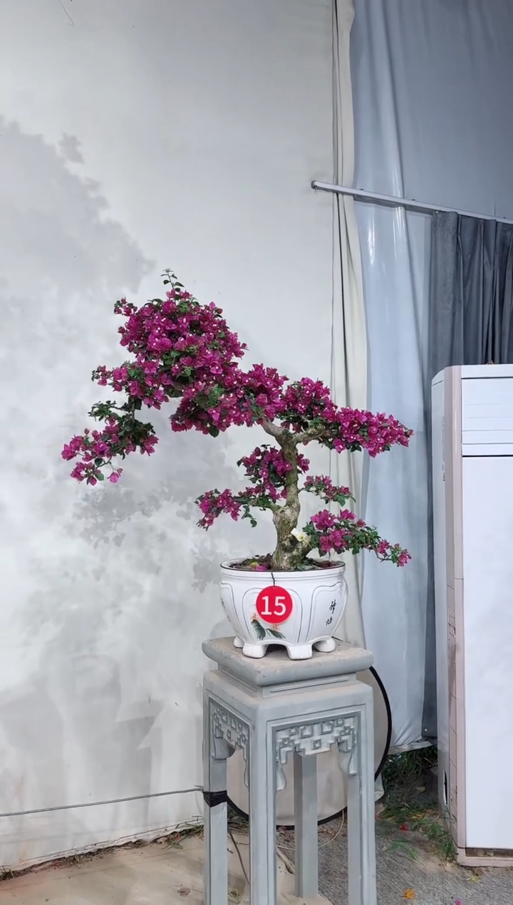 【闪购商品】盆景小叶紫