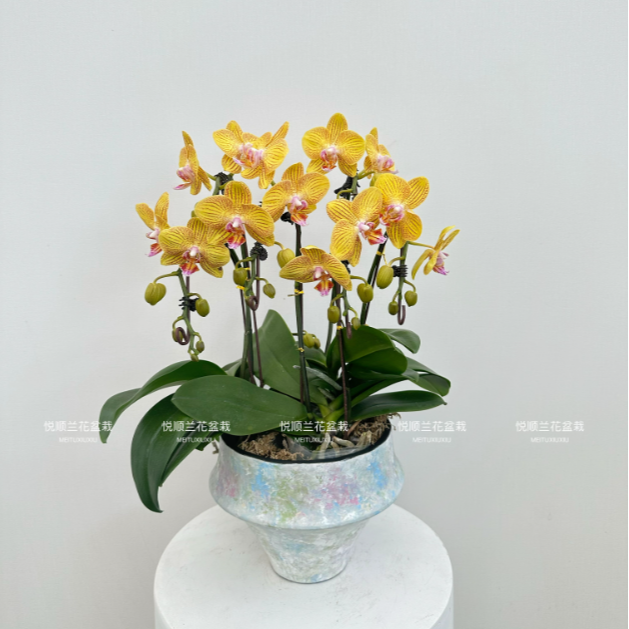 30140 蝴蝶兰 龙袍  叶片自然开裂 花期长