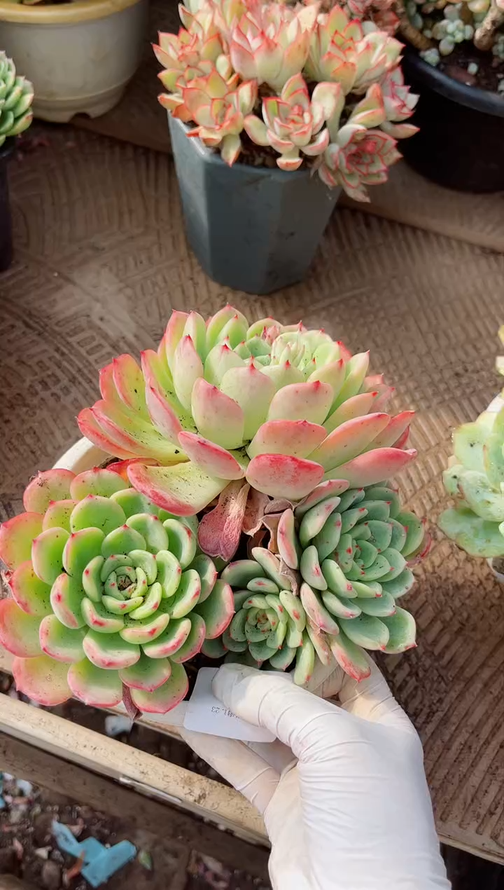 【闪购商品】23344