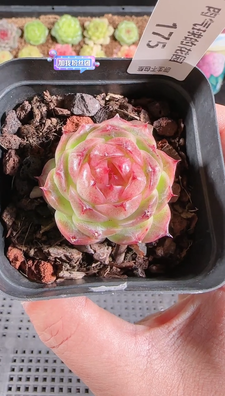 多肉1129-175群生不包整