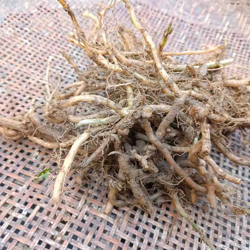 绞股蓝种子七叶绞股蓝新鲜种根易活发芽快基地直销正宗平利绞股蓝