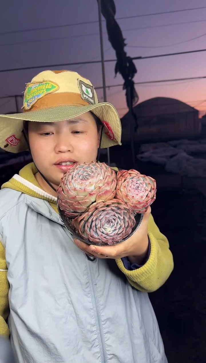 3头起皮卡丘 7.7  