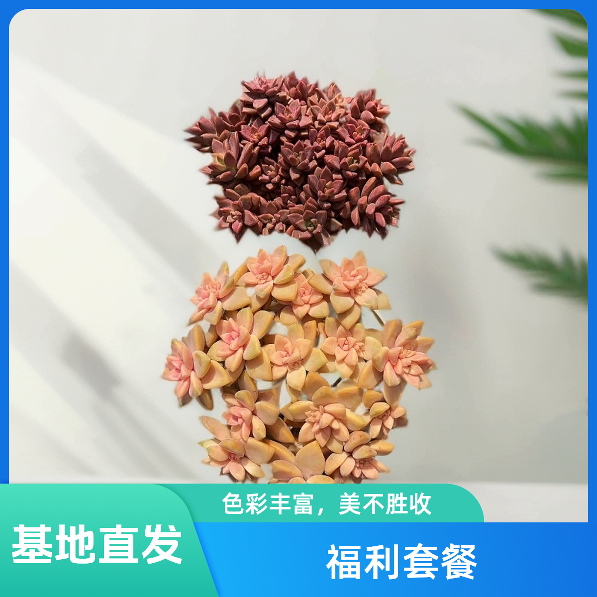 挚爱  福利套餐【樱花锦+姬胧月】【带盆土】 多肉植物 