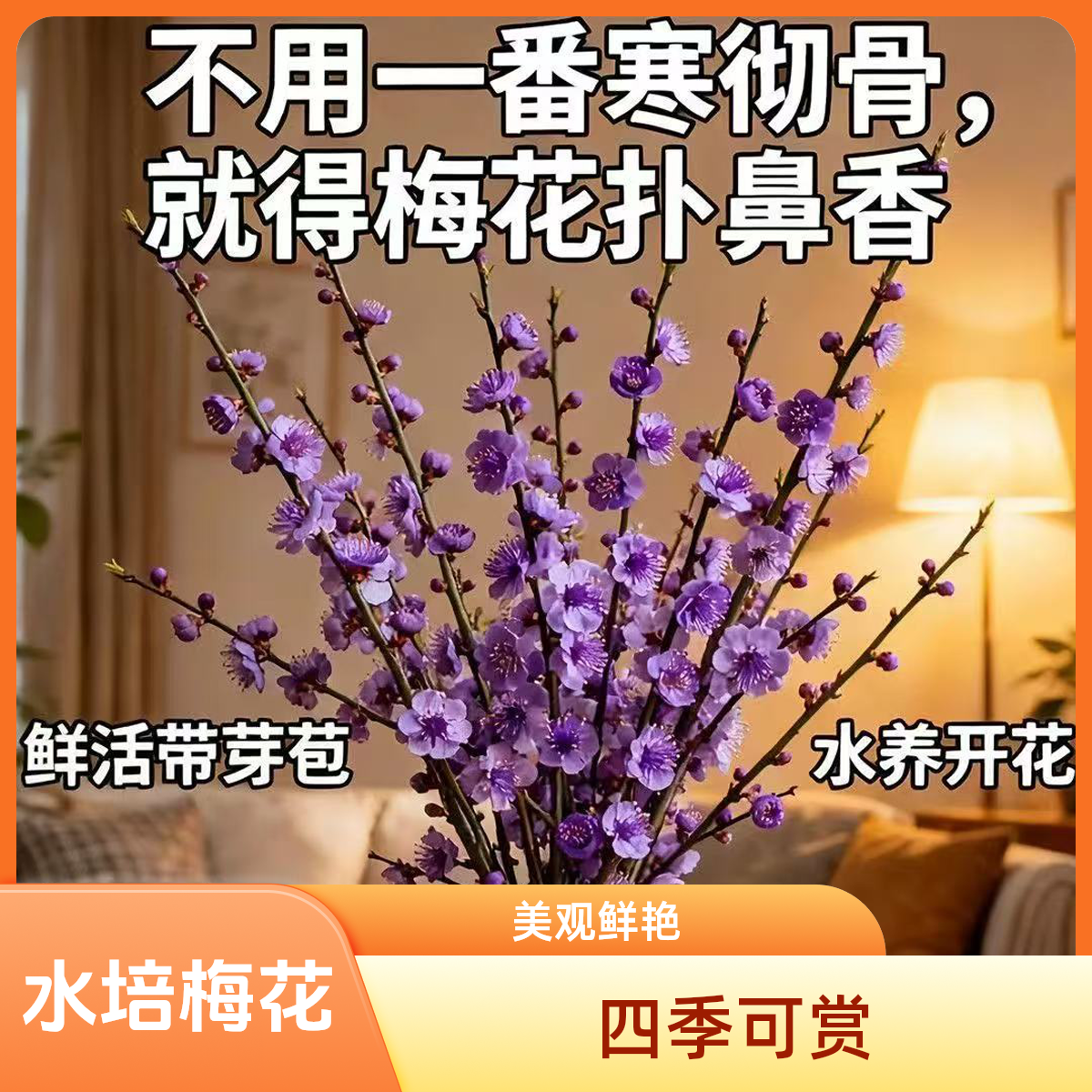 带花苞水培梅花鲜枝年宵花新年装饰遇水开花冬季室内花卉