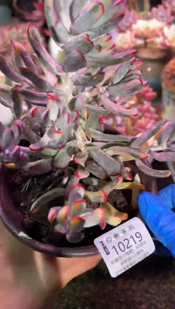 【闪购商品】10219